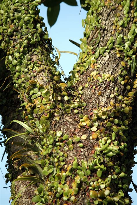 Tropical Tree Branches Free Stock Photo Public Domain Pictures