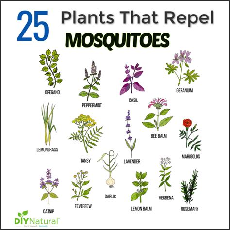 mosquito repellent plants 25 plants that repel mosquitoes naturally mosquito repelling