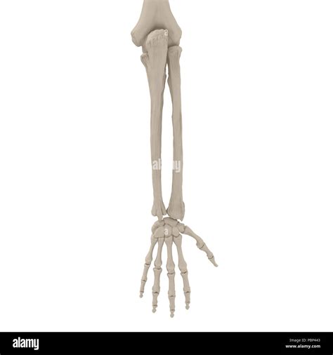 Human Arm Bones Hi Res Stock Photography And Images Alamy