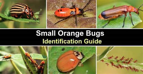 Small Orange Bugs With Pictures Identification Guide