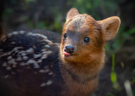 The Pudu The World S Smallest Deer R Aww