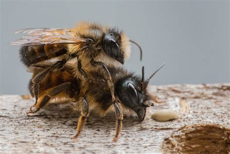 Drone Bee Mating