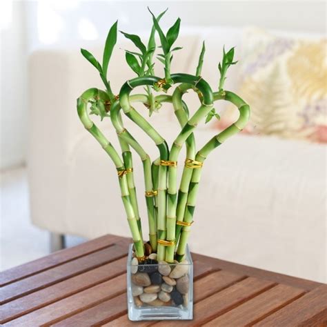 Bamboo 7 Indoor Plants That Are Low Maintenance For The Beginner
