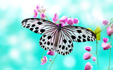 Cute Butterfly Wallpapers ·① Wallpapertag