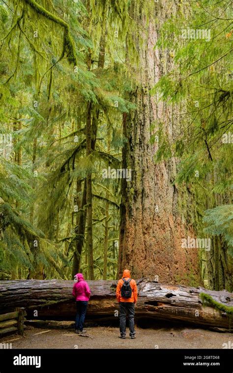 Douglas Fir Ovet 800 Years Old The Big Tree In The Old Growth