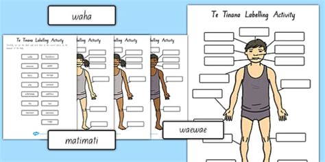 Students match the words to the correct pictures and complete the crossword. Body Parts Labelling Activity Te Reo Māori - nz, new zealand