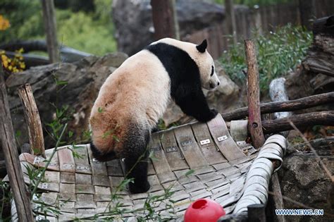 Us Born Giant Panda Bei Bei Departs For New Life In China Xinhua