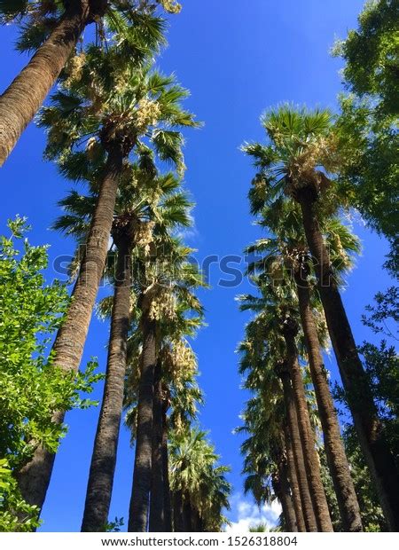 Washingtonia Filifera Palm Trees Park Stock Photo 1526318804 Shutterstock
