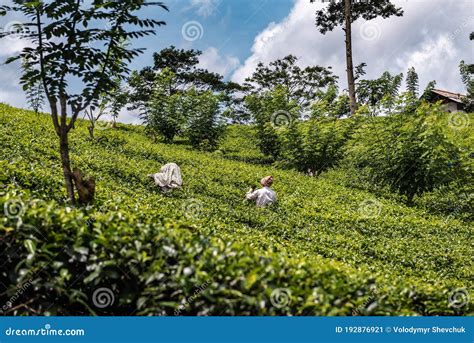 Green And Lush Tea Plantation Stock Image Image Of Growth Abundant