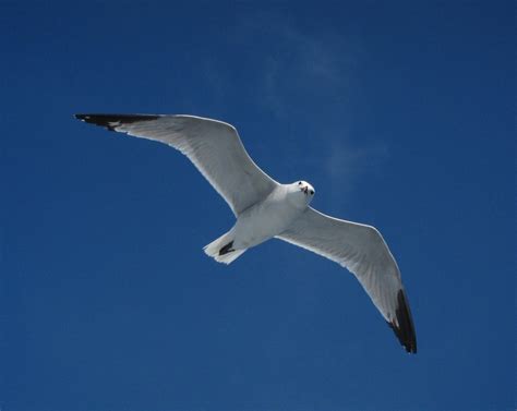 Seagull Free Photo On Pixabay Pixabay