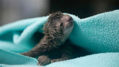 The Cutest Pictures Of Baby Sloths Youve Ever Seen Nz