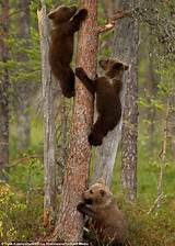 Bear Cub Climbing Tree Pictures
