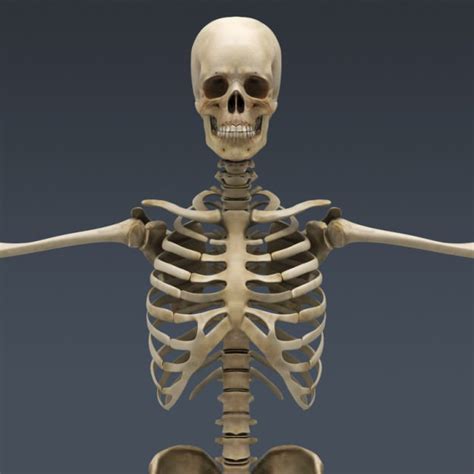 There is a wide range of normality of female body shapes. Human Female Body Muscular Respiratory Sys... 3D Model .max .obj .3ds .fbx .c4d .lwo .lw .lws ...