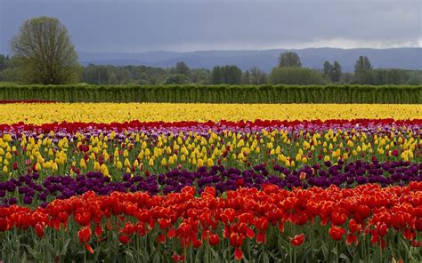 Colorful Flowers Field Wallpaper Nature And Landscape Wallpaper Better
