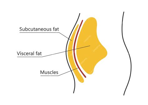 Premium Vector Visceral And Subcutaneous Fat Around Waistline Location Of Visceral Fat In