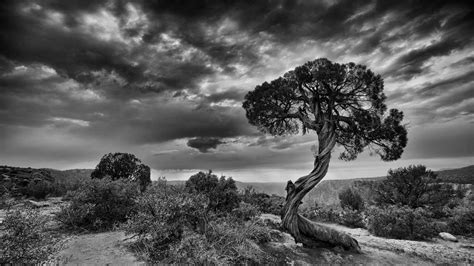 Paintings Black And White Nature