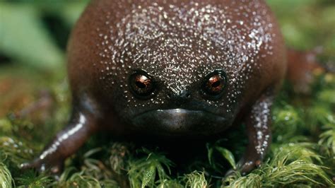 Black Rain Frog The Bizarre Grumpy Faced Amphibian Thats Terrible At