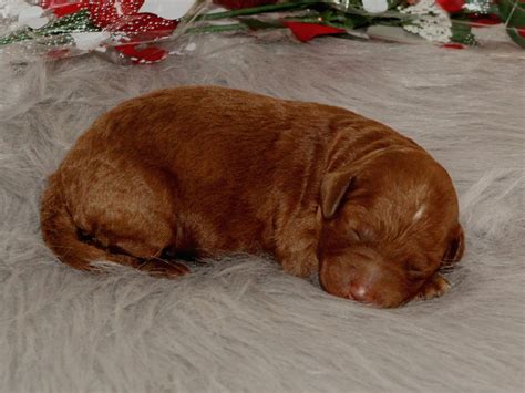 Breeder of mini goldendoodle, toy goldendoodle and f1b goldendoodle puppies for sale in flat rock illinois. Bear | Miniature Goldendoodle Breeder | Central Illinois ...