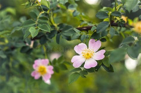 Wild Rose Flowers On A Bush On The Background Of Leaves Stock Image