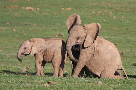Baby Elephants Playing Stock Image Image Of Nature
