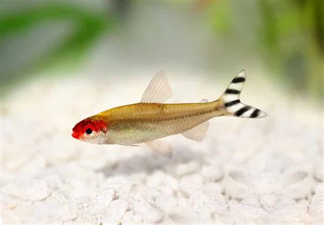 Rummynose Tetra Fish Learn About Nature