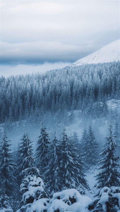 Johannes Hulsch Nature Photography Trees Nature Photography Snow Forest