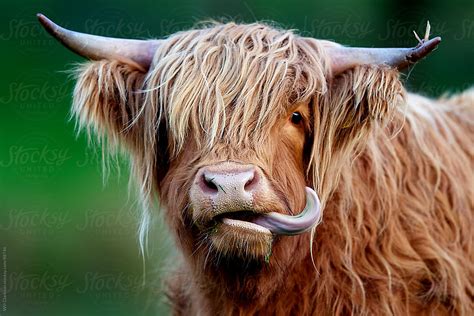 A Highland Cow Sticking Its Tongue Out Stocksy United