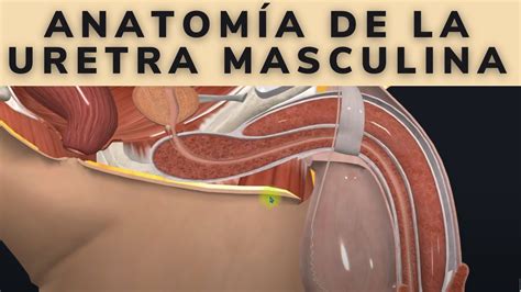 Anatom A De La Uretra Masculina Youtube