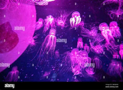 Beautiful Colorful Poisonous Box Jellyfish Jellyfish In Aquarium With