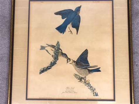 Framed Reproduction John James Audubon Blue Bird No 23 Print 23 X 25