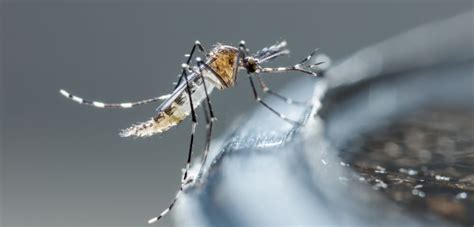 Pernilongo E Mosquito Da Dengue Como Identificar Cada Um Olhar Digital