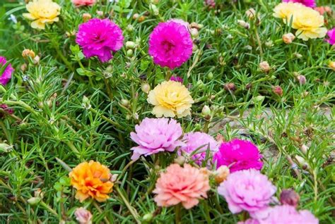 Grow These Summer Flowers That Are Best For Your Garden
