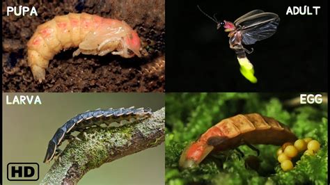 Life Cycle Of A Firefly 4k Hd By Hugs Of Life Youtube