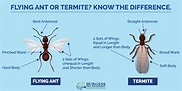 Termites or Flying Ants? How to Tell the Difference