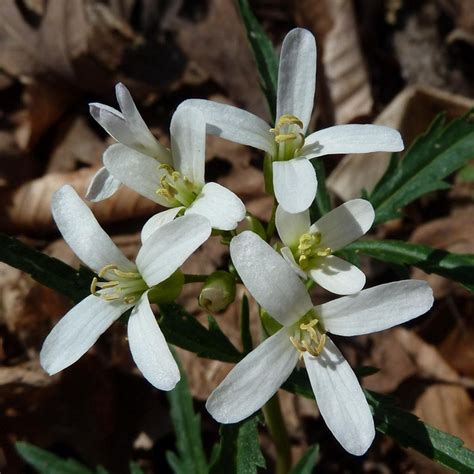 Some White Flowers Are Blooming On The Ground