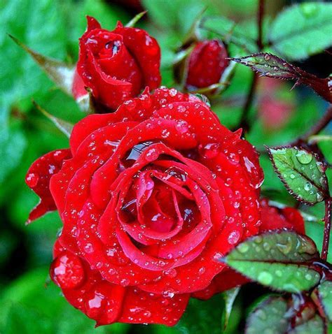 Dew Drops Beautiful Rose Flowers Rose Rose Pictures