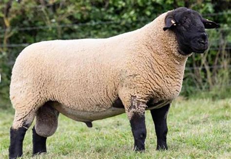 Pedigree Suffolk Rams And Females Stock For Sale Logie Durno Farm