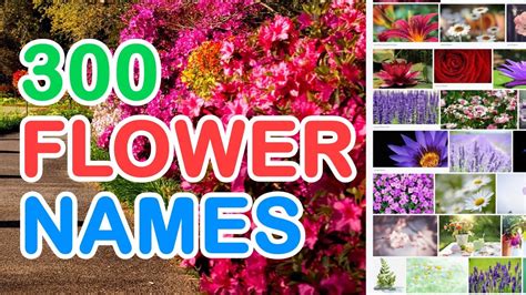 300 Flower Names In English With Pictures That You May Find In Your