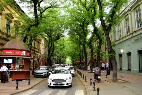 Subotica Serbia When Trees Take Over A City