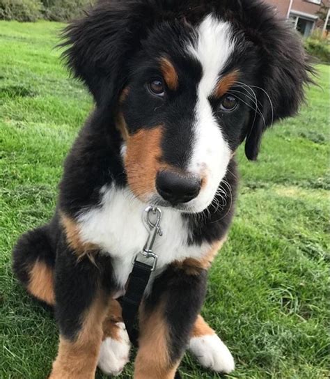 A Rather Judgmental Looking Bernese Mountain Puppy Via