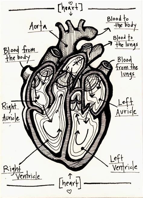 Pin By Dekoration Trend On Hart Heart Anatomy Human Heart Anatomy
