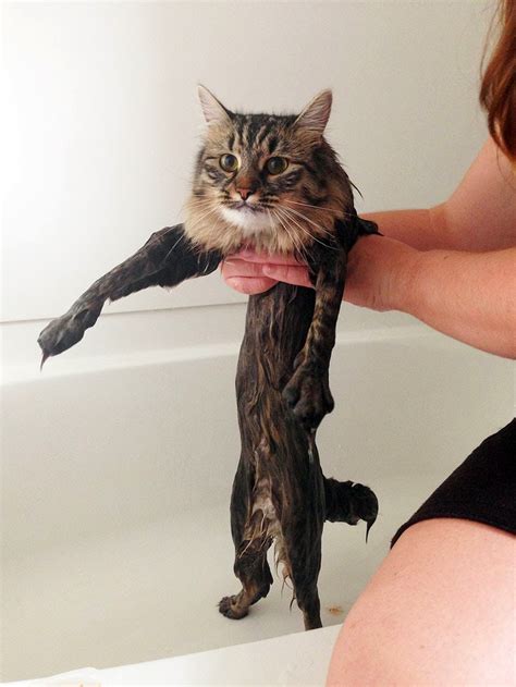 Wet Pussy Cat ~ Cat Birth All The Necessary Information