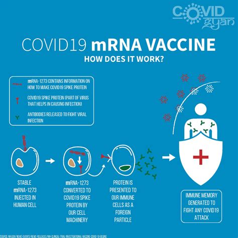 I would expect an mrna vaccine to be much less dangerous than traditional delivery methods, but i don't know if that's just because it hasn't been tested enough to even determine what the dangers. COVID19 vaccine mRNA vaccine | COVID Gyan