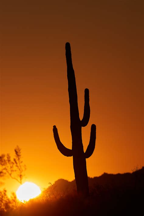 Download Wallpaper 3648x5472 Cactus Sun Sunset Dusk Hd Background