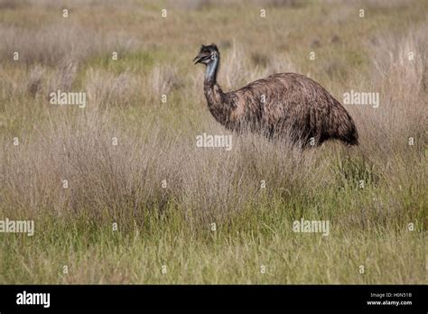 Australian Flightless Bird Emu New South Wales Australia Stock Photo