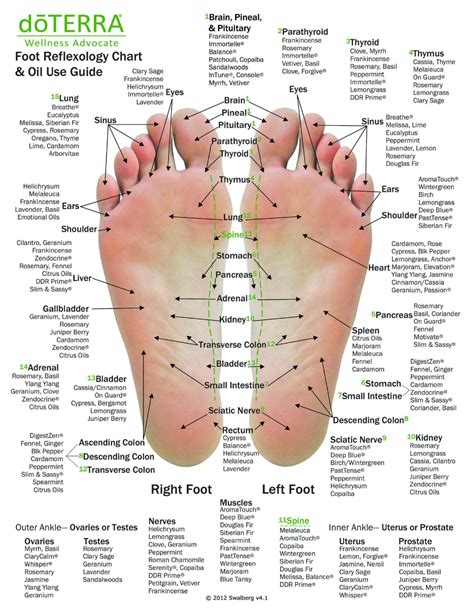 10 Pack Reflexology Chart And Essential Oil Use Guide 85 X Etsy