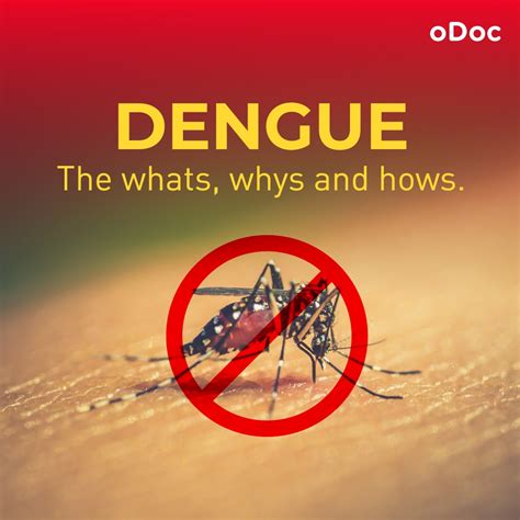 Dengue Symptoms Treatment Prevention ODoc