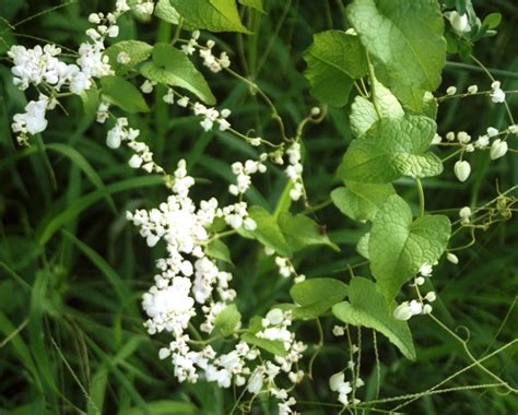 At nearly 400 pages, it offers color photos of 299 weeds at various stages as we continue to pull weeds from our gardens, we thought you might like a primer on 10 of the most common types that might be appearing in yours. Antigonon leptopus
