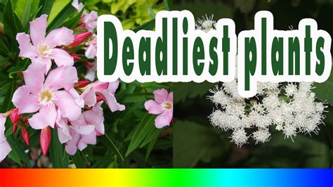 Paints just not add aesthetic value to space or product, but also increase its life by making it resistant. Top 10 Deadliest plants on earth - YouTube