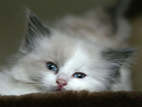 This type of persian does not exhibit extreme features. persian kitten - Wallpapers Free